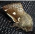 Small Eggar Moth Eriogaster lanestris cocoons